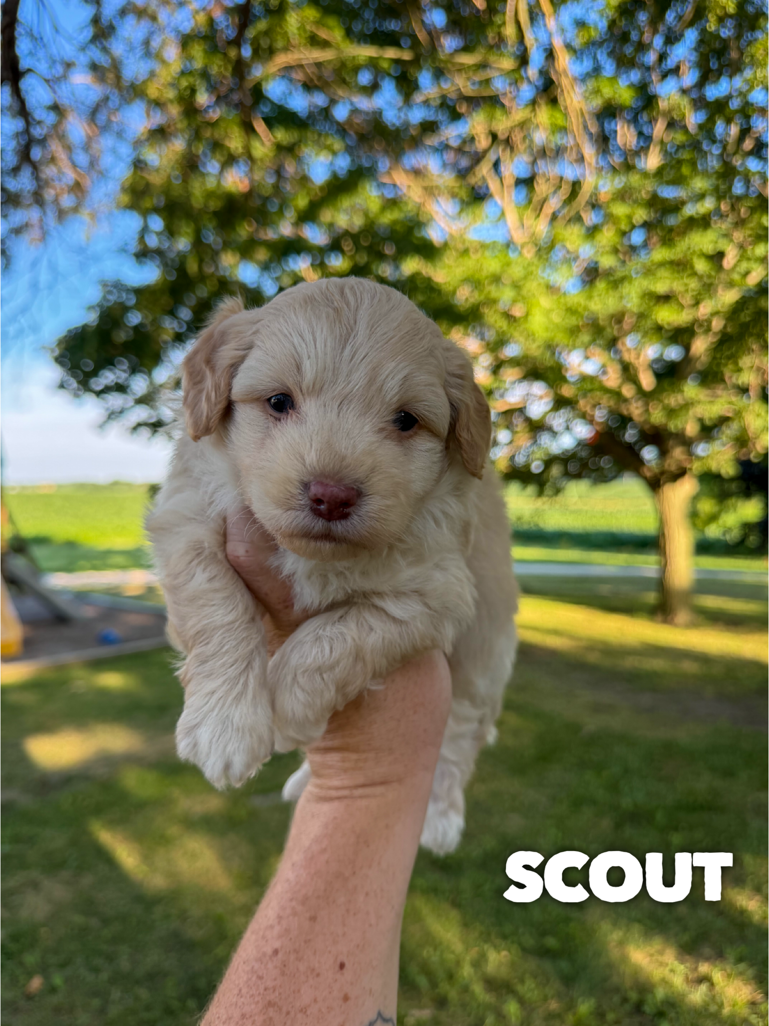 Scout 2